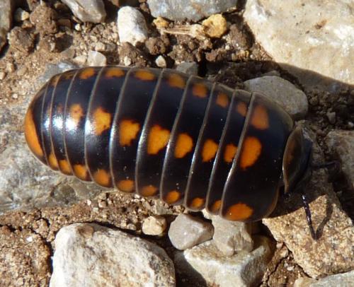 Glomeris esterelana